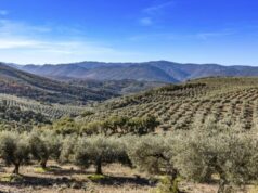 La belleza del olivar impulsa el turismo rural en cientos de pueblos españoles