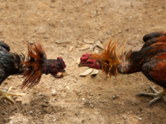 “¡QUÉ BUENO ERES CABRÓN!”: mensaje CLAVE desmantela red de MALTRATO ANIMAL en VALENCIA GALLOS DE PELEA VALENCIA