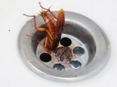ALERTA EN Paterna ante la plaga de cucarachas resistentes a insecticidas que ya podrían estar en tu casa