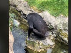 VÍDEO | TRISTE ESCENA EN EL BIOPARC: Chimpancé lleva en brazos a su cría fallecida Bioparc Valencia Chimpancé TikTok