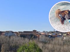 CRUELDAD EN VALENCIA: Abandona a una burra con deformidades que era incapaz de mantenerse en pie