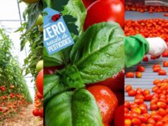 Azura refuerza su presencia en Francia con 180.000 toneladas de tomates
