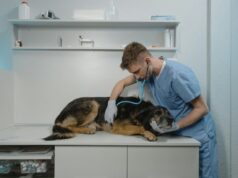 Factores clave para cuidar la microbiota intestinal de perros y gatos