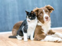 Así es la ley veterinaria 2025 en Paterna que dificulta el uso de antibióticos en mascotas y pone en peligro sus vidas