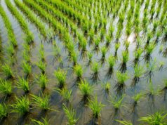 Sivaris, proveedor de arroz en La Albufera: sabor auténtico de la tierra al plato