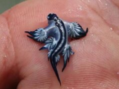 “Es bonito, pero si lo tocas…”: detectan en Valencia un animal tan raro como tóxico