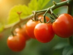 Marruecos cumple la normativa europea sobre etiquetado de tomates cherry según el sector