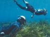 La Asociación Vellmarí y Bluewave Alliance unen esfuerzos para restaurar la posidonia en el Mediterráneo