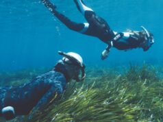 La Asociación Vellmarí y Bluewave Alliance unen esfuerzos para restaurar la posidonia en el Mediterráneo