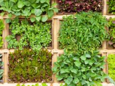 Más de 35 años cultivando confianza: Frutas Salvador del Cerro, mayorista de frutas y verduras en Mercovasa