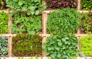 Más de 35 años cultivando confianza: Frutas Salvador del Cerro, mayorista de frutas y verduras en Mercovasa