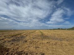 La Generalitat Valenciana propone la recogida de paja de arroz como alternativa a su quema