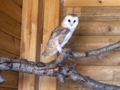 La Generalitat Valenciana y BIOPARC colaboran en la recuperación de la lechuza común