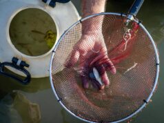 Reintroducción de 33 ejemplares de loinas en el río Magro para recuperar la biodiversidad en Yátova