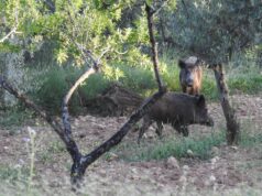 El Gobierno Valenciano Destina 900.000 Euros para Controlar la Población de Jabalíes en 88 Municipios