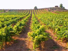 La Generalitat Valenciana se Une al Proyecto EURADAPT para Combatir el Cambio Climático