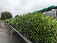 Se Abre el Plazo para Solicitar Plantas Forestales con Motivo del Día del Árbol en la Comunitat Valenciana