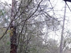 La Generalitat Valenciana reconoce nuevos bosques de alto valor ecológico en la Comunidad