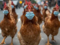 Gripe aviar en Paterna: todo sobre la enfermedad y la subida del pollo y los huevos en la localidad