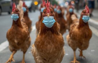 Gripe aviar en Paterna: todo sobre la enfermedad y la subida del pollo y los huevos en la localidad