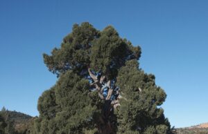 El Bosque del Sabinar de las Blancas es galardonado como Bosque del Año 2026 en la Comunitat Valenciana