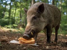 Brote de peste porcina africana en Cataluña y repunte gripal preocupan a España