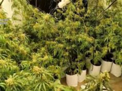 Un accidente de tráfico destapa dos narcopisos con casi mil plantas de marihuana