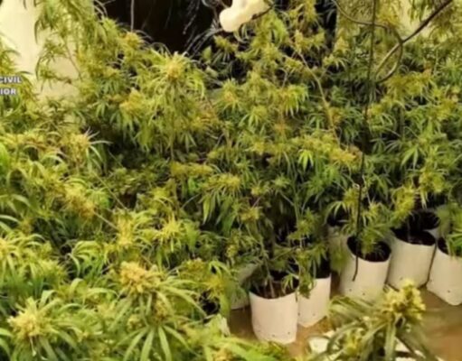 Un accidente de tráfico destapa dos narcopisos con casi mil plantas de marihuana