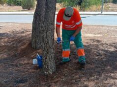 Paterna refuerza su campaña preventina contra la procesionaria del pino para proteger el arbolado urbano