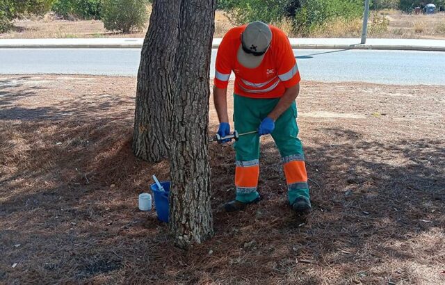 Paterna_refuerza_su_campana_preventina_contra_la_procesionaria_del_pino_para_proteger_el_arbolado_urbano.jpg