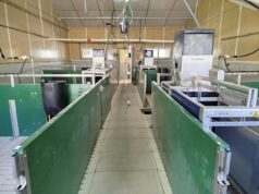 El IVIA impulsa la digitalización de su granja porcina para una producción sostenible y ética