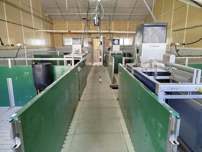 El IVIA impulsa la digitalización de su granja porcina para una producción sostenible y ética