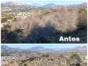 Retiro de pinos secos en la Serra Gelada para minimizar riesgos ambientales en l’Alfàs del Pi