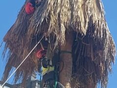 VÍDEO | Un operario sufre una parada en lo alto de una palmera en Valencia