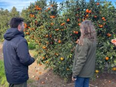 Financiación de una herramienta innovadora para optimizar cultivos de cítricos en la Comunidad Valenciana