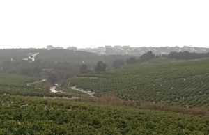 La Generalitat lleva a cabo la eliminación de caña invasora en Sierra Escalona para proteger especies en peligro