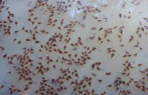 La Generalitat refuerza la conservación del triops con un significativo aumento en poblaciones y un banco genético recrecido