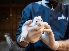 La Generalitat y la Fundación Bioparc celebran el nacimiento de polluelos de lechuza común para su recuperación ambiental
