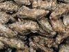 La industria de las ostras destaca la diversidad del medio acuático y su avance urbano