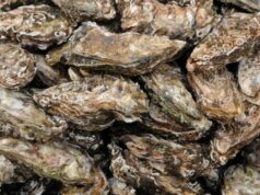 La industria de las ostras destaca la diversidad del medio acuático y su avance urbano