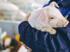 TÜV SÜD impulsa la certificación ambiental de granjas porcinas en Murcia