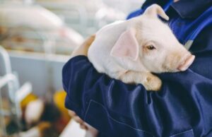 TÜV SÜD impulsa la certificación ambiental de granjas porcinas en Murcia