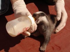 Aumento del 20% en la atención de animales heridos en el Centro de Recuperación de Fauna Salvaje de El Saler en 2025