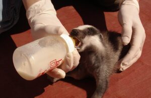 Aumento del 20% en la atención de animales heridos en el Centro de Recuperación de Fauna Salvaje de El Saler en 2025