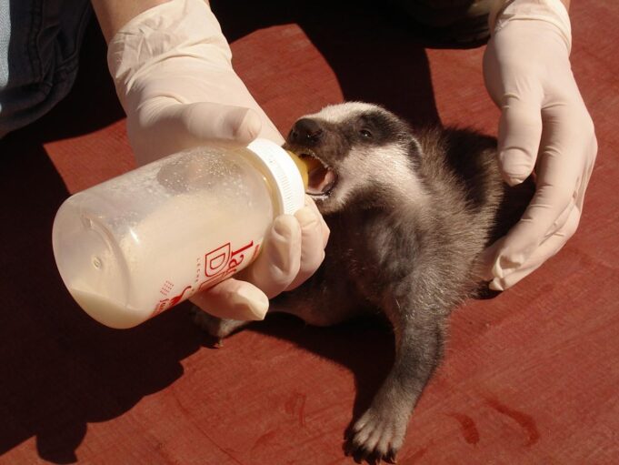Aumento del 20% en la atención de animales heridos en el Centro de Recuperación de Fauna Salvaje de El Saler en 2025