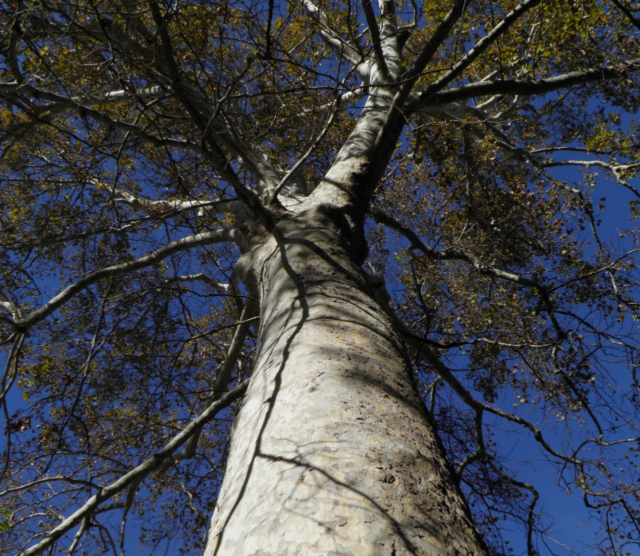 La_Comunitat_Valenciana_ha_triplicado_su_catalogo_de_arboles_monumentales_en_dos_decadas_superando_los_2.400_ejemplares_protegidos.png