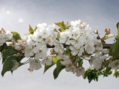La Conselleria de Agricultura se une a la UJI para controlar la plaga de la mosca de alas manchadas en cerezas