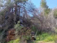 La Generalitat de Valenciana inicia la retirada de pinos secos en el parque natural del Turia en Vilamarxant