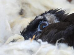 La Generalitat refuerza el proyecto de reintroducción del quebrantahuesos con dos nuevas crías en la Tinença de Benifassà