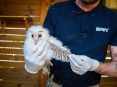 La Generalitat y la Fundación Bioparc completan la reintroducción de polluelos de lechuza común en Valencia